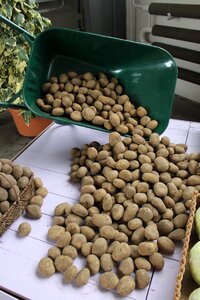 Potatoes wheelbarrow dirty