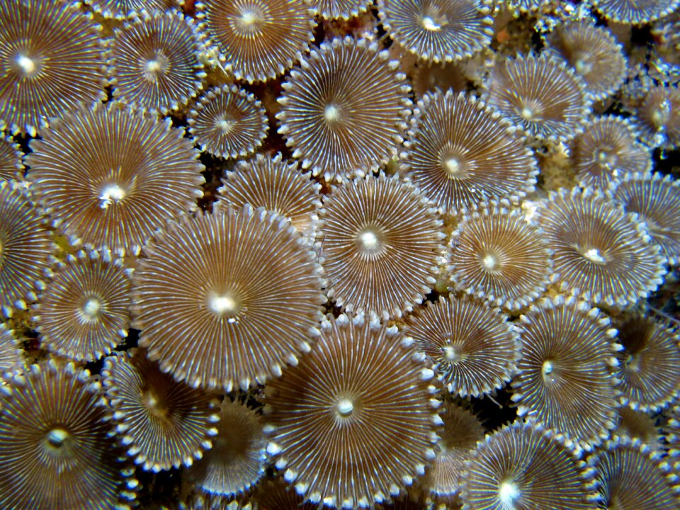 Scuba diving undersea ocean