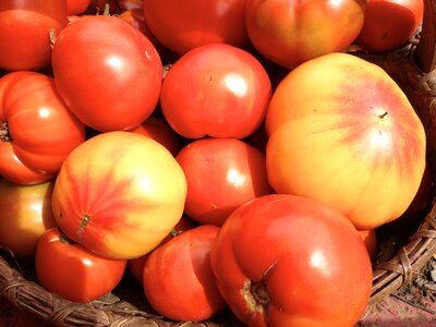 Garden heirloom tomato photo