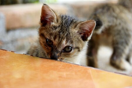 Cute pet domestic cat