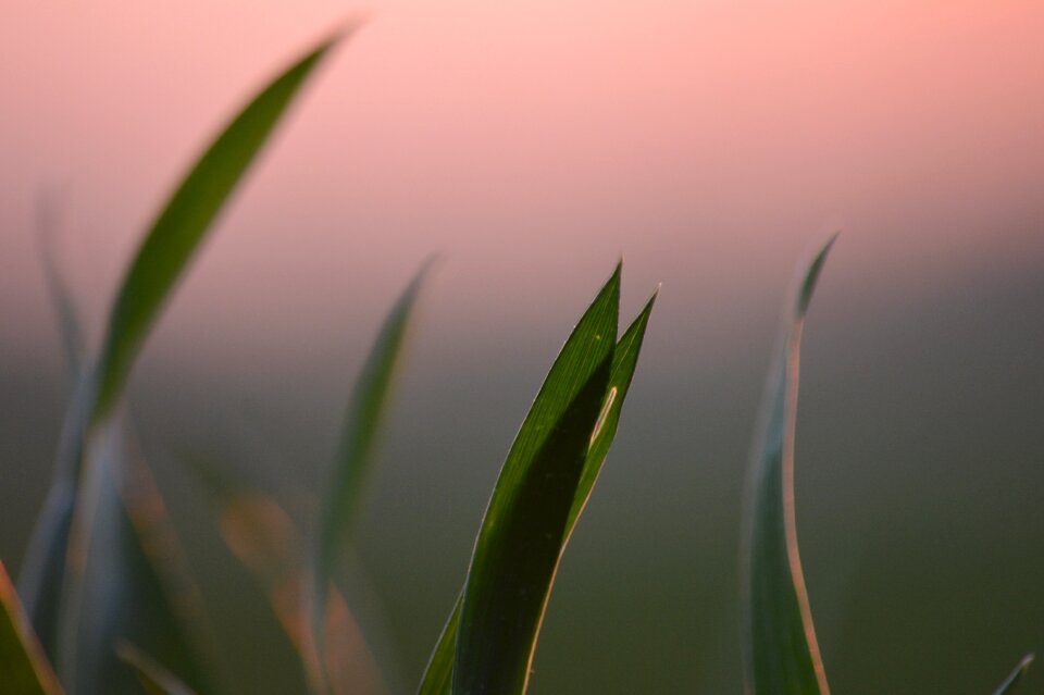 Cultivation grain fields food