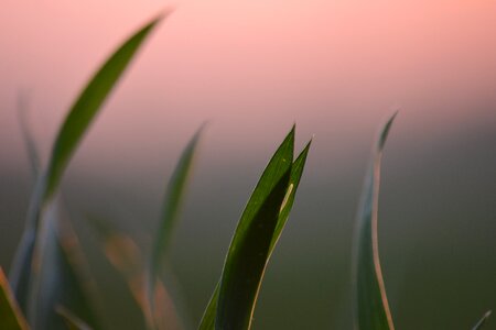 Cultivation grain fields food