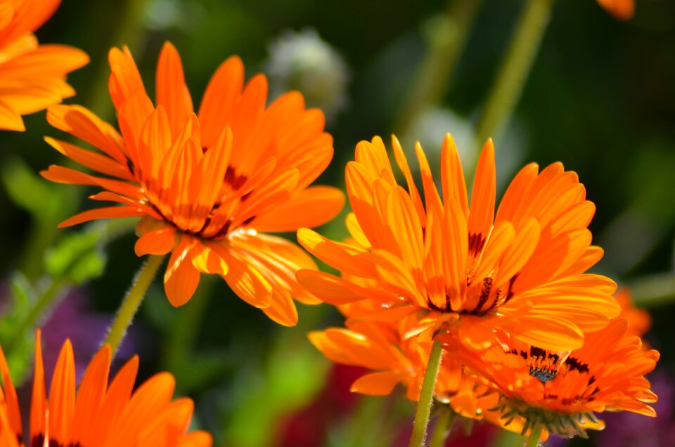 Summer flowers orange blossom petals photo