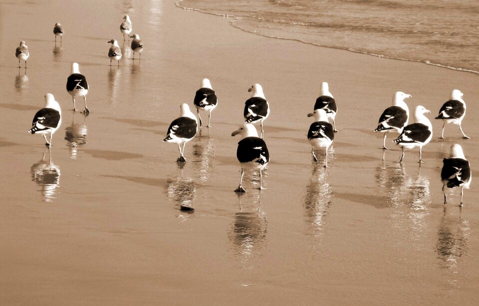 Seagull bird water