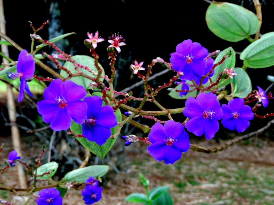 Flower leaf purple photo