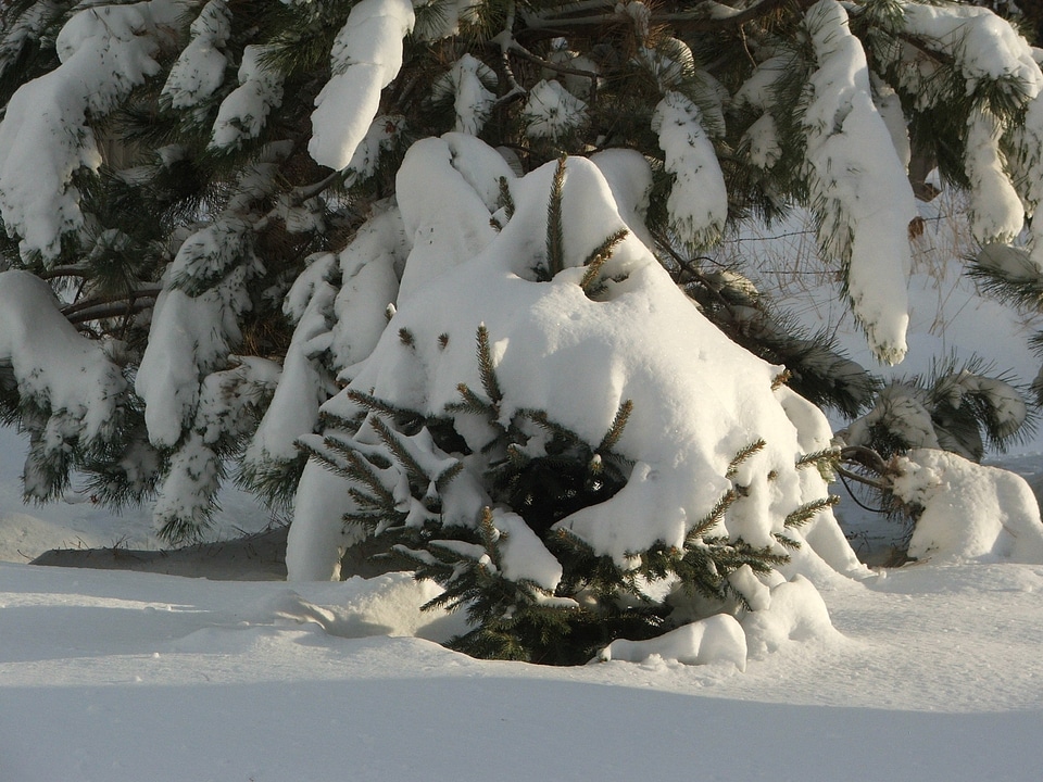 Pine season snow photo