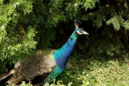 Animal nature colorful