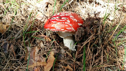Nature autumn fungus
