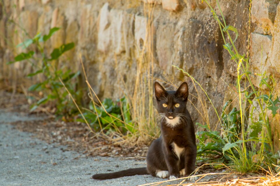 Black cat good luck animals