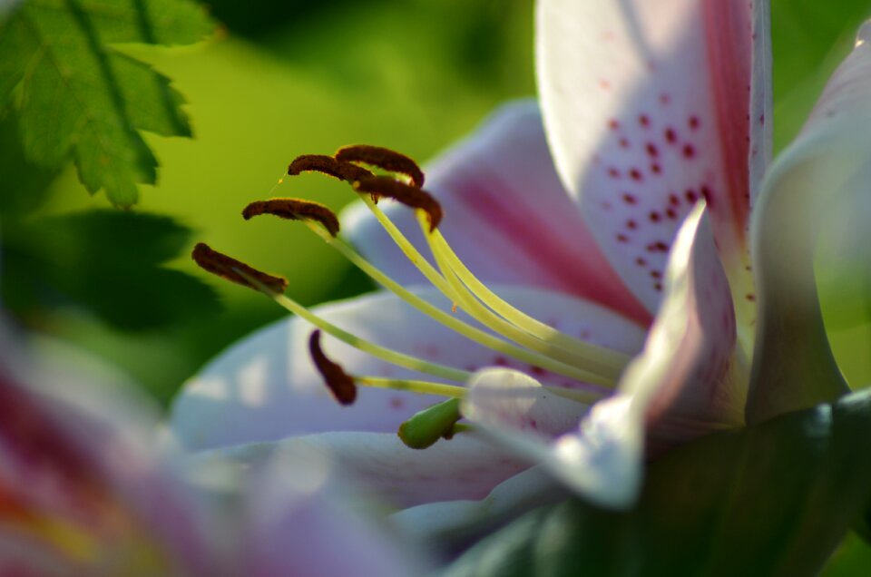 Flowers plant bouquet