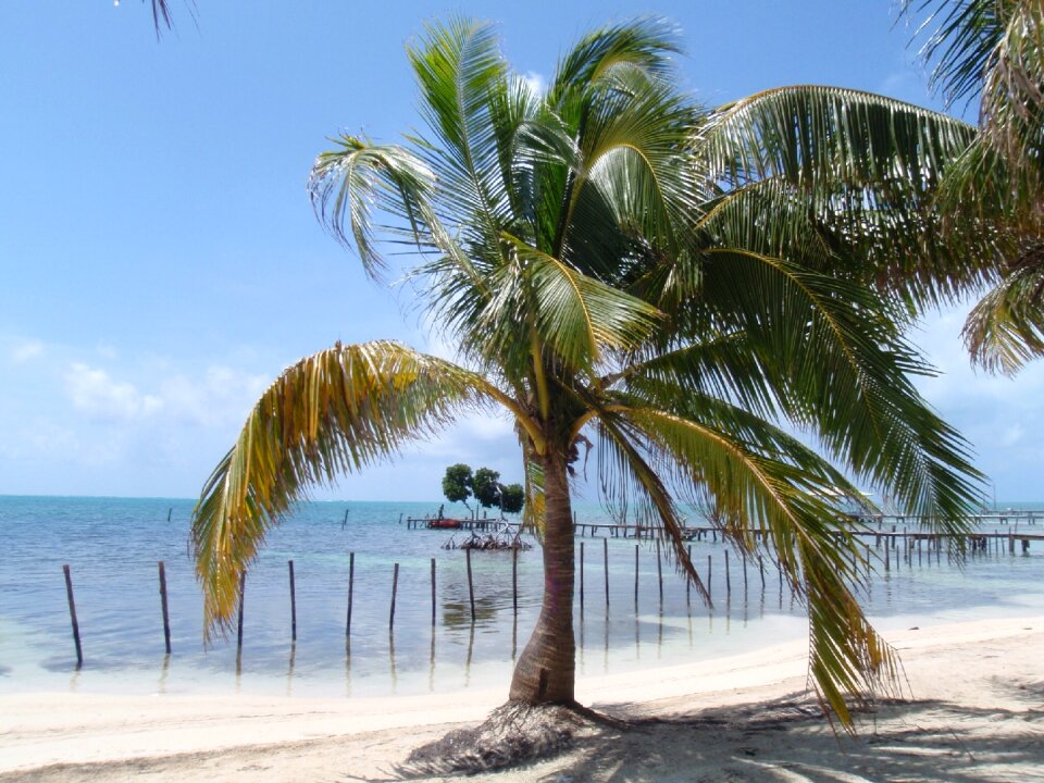 Trees beach