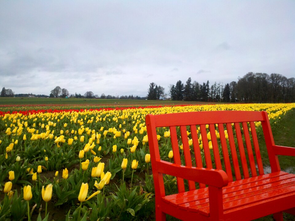 Bench spring red