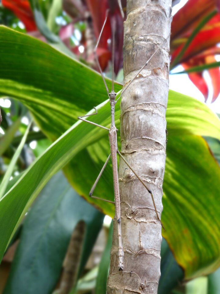 Plant camouflage