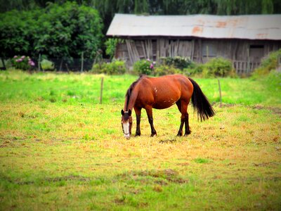 Rural nature farm photo