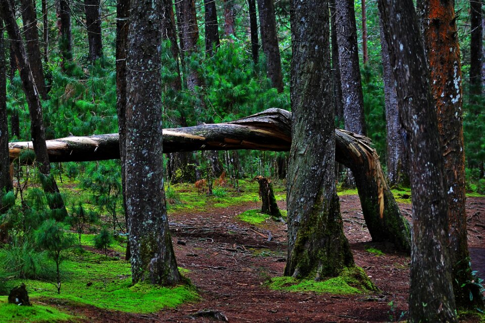 Tree bark landscapes tree
