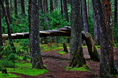 Tree bark landscapes tree