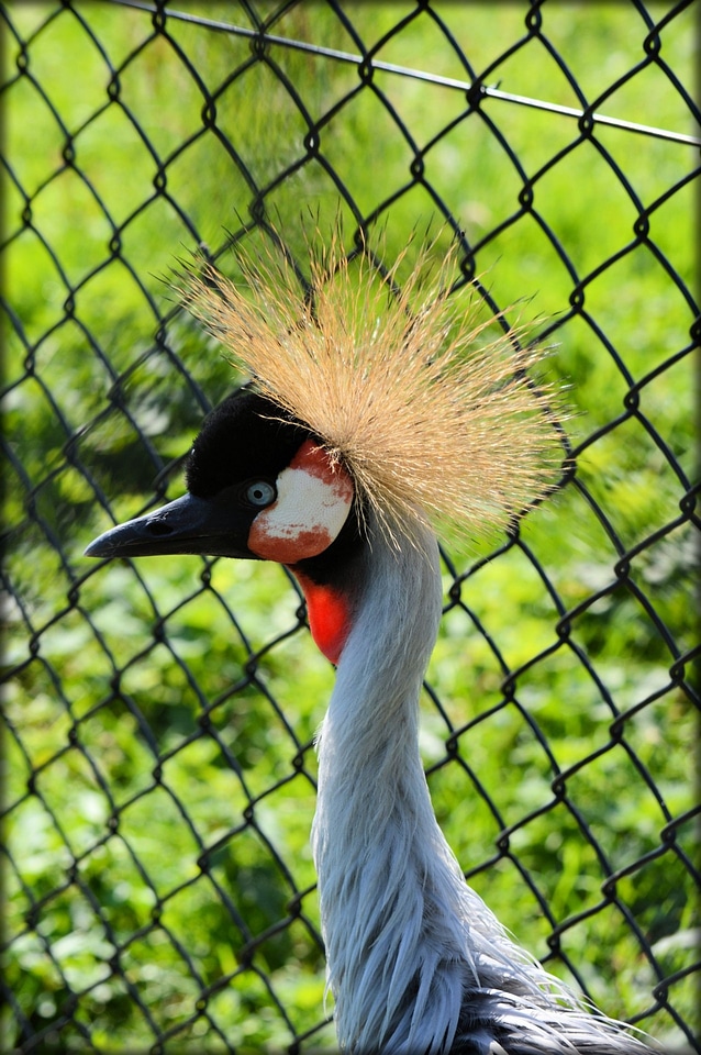 Fly feather wildlife