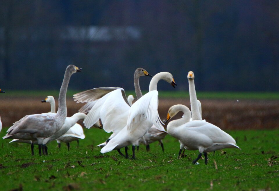 Swans flock of birds migratory bird
