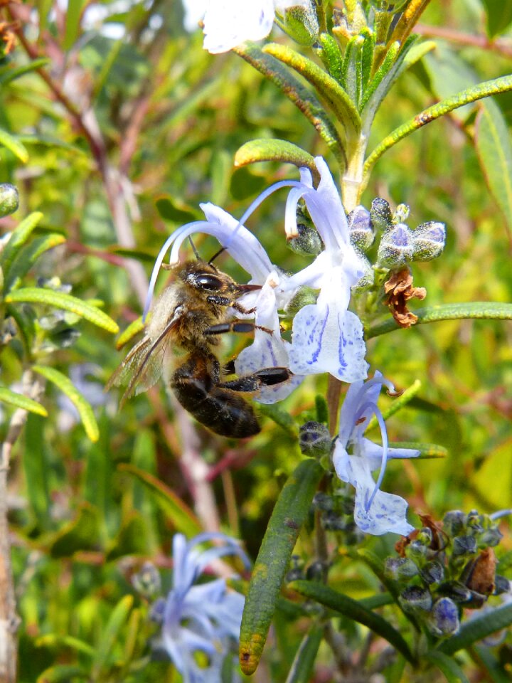 Libar rosemary rosemary honey