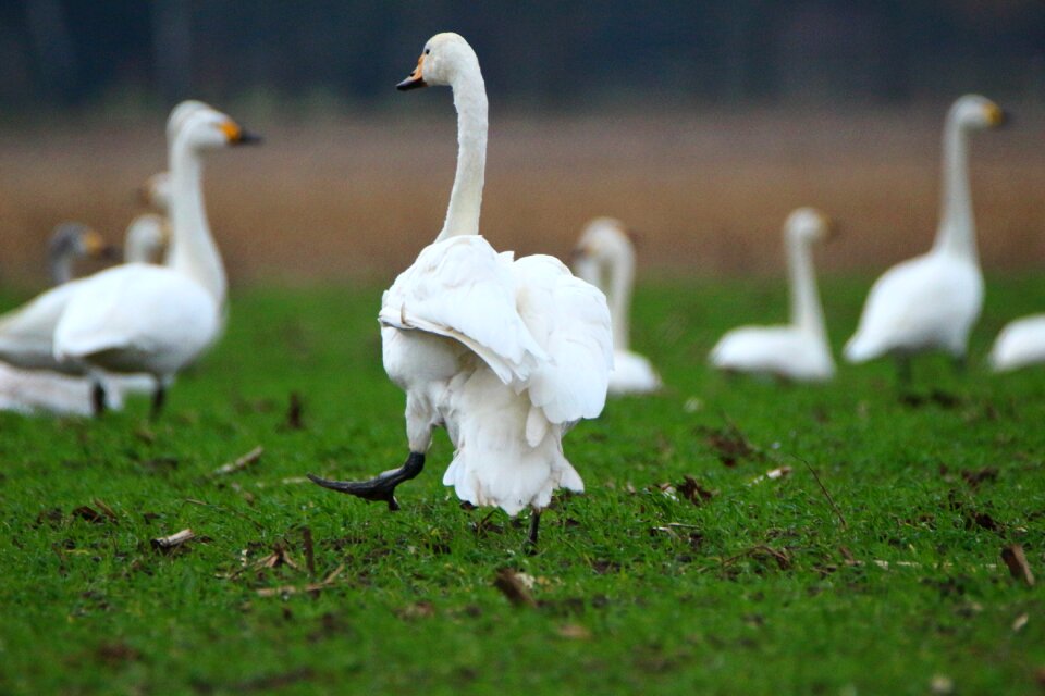 Swans flock of birds migratory bird