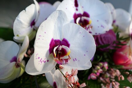 Colorful spring fragrance