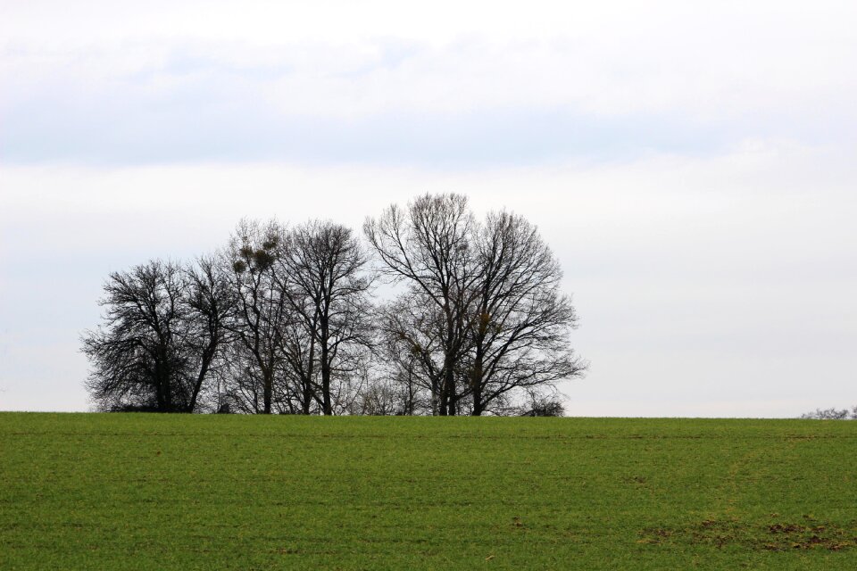 Landscape cohesion meadow