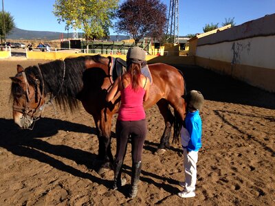 Horses sierra animal