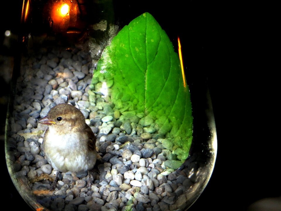 Glass photomontage bird in the glass