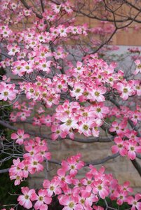 Nature pink bloom photo