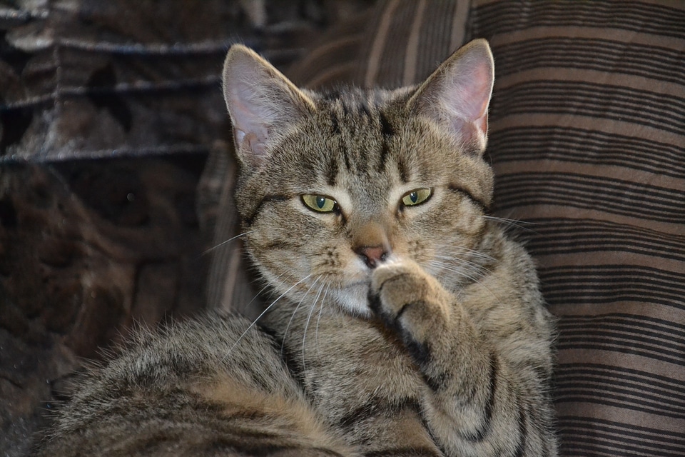 Pet animal tomcat