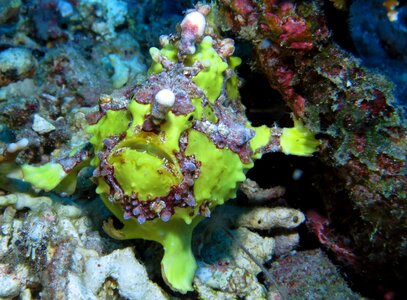 Undersea ocean philippines