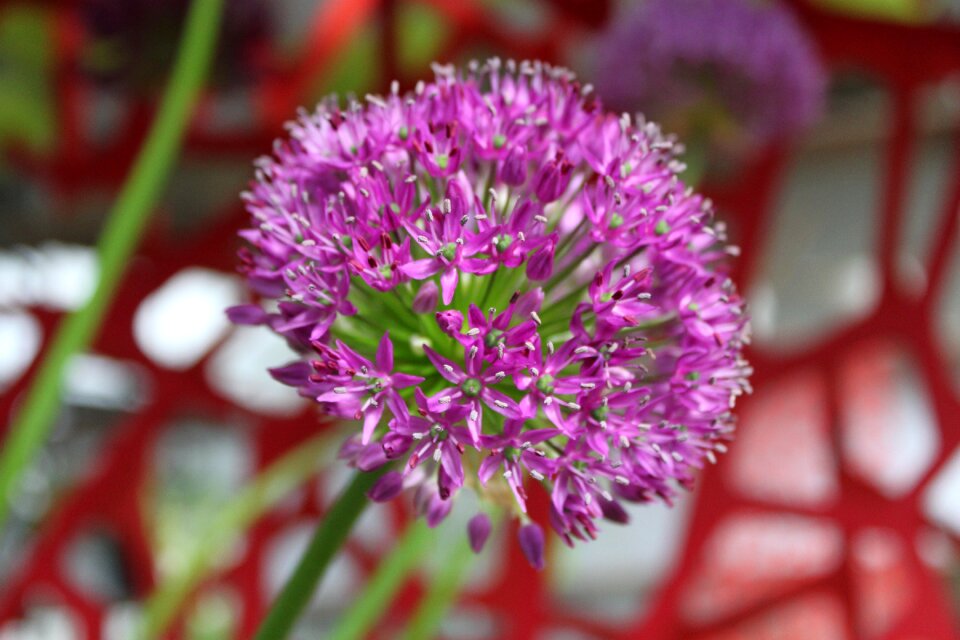 Decorative garlic plant nature