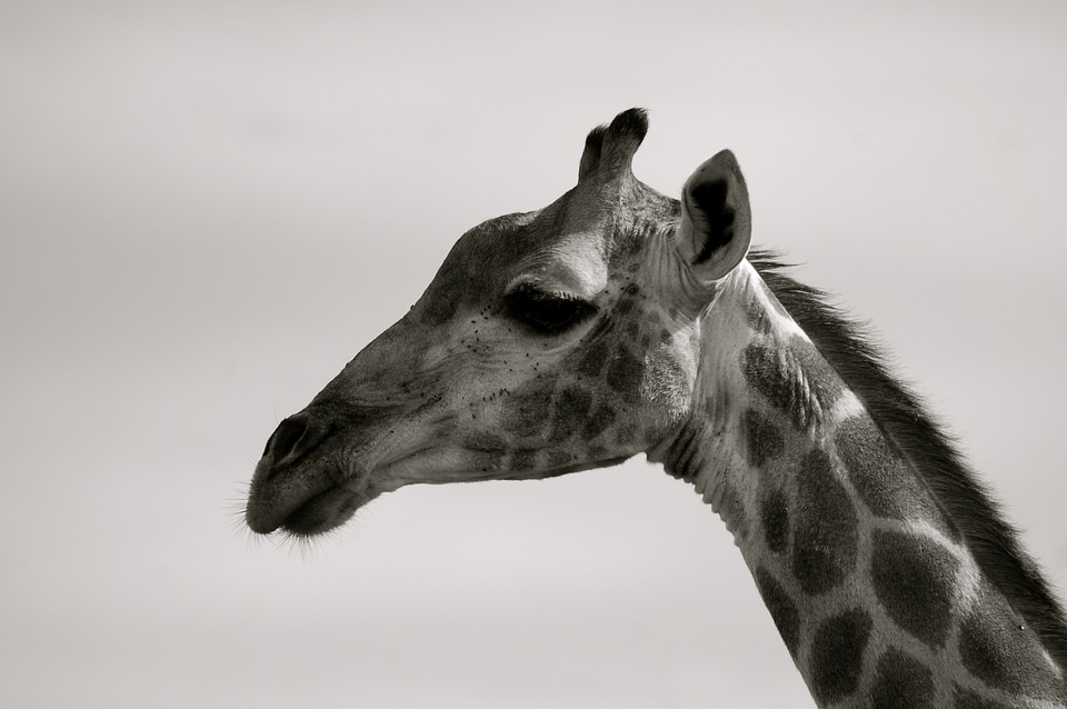 Giraffe south africa safari