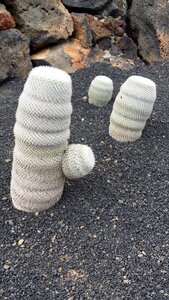 Cactus lanzarote canary