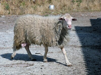 Sardinia flock angel photo