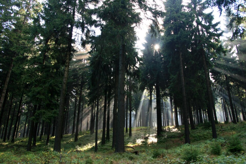 Morgenstimmung light beam trees