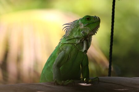 Nature green iguana lizard photo