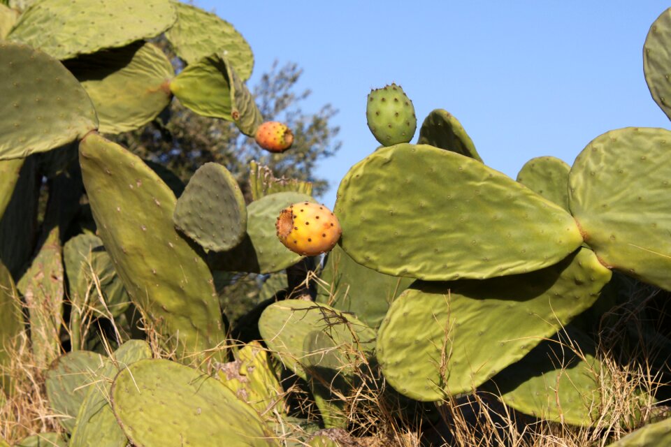 Fruit cactus fig barbarism
