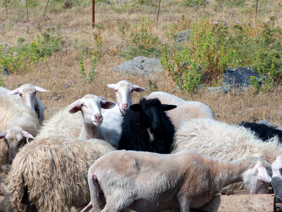 Sheep flock animal