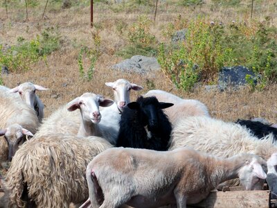 Sheep flock animal photo