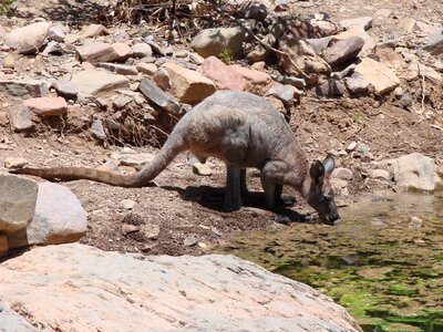 Australia kangaroo water