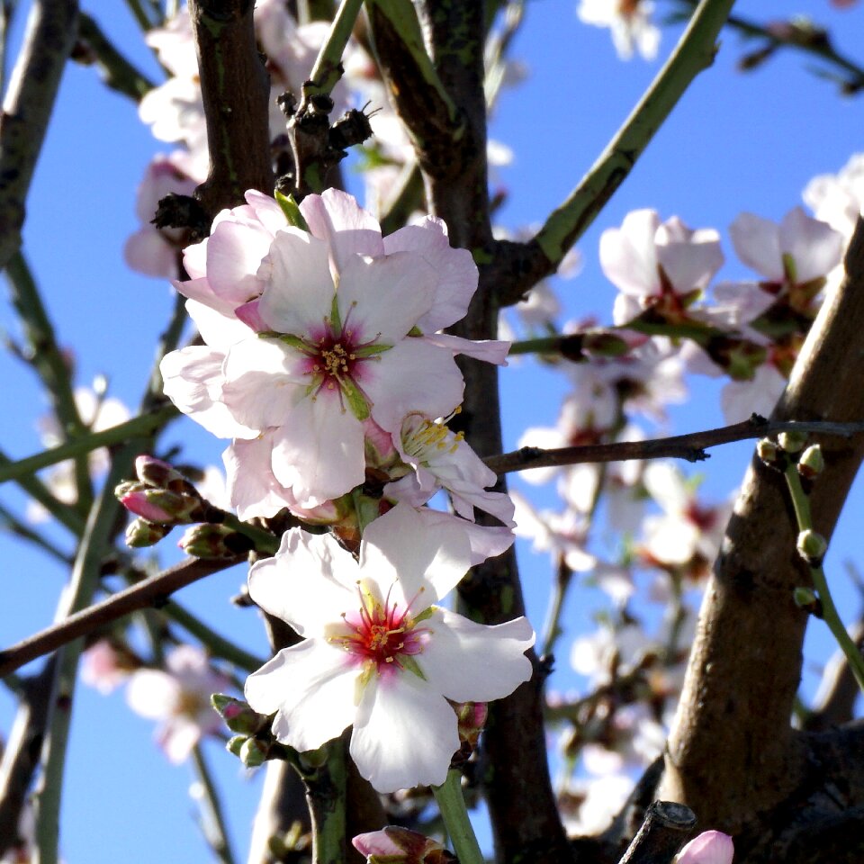 White flowers almond tree nature spring