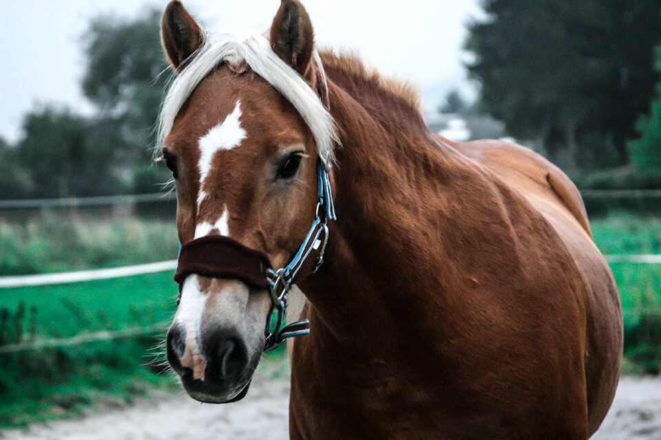 Brown pasture coupling