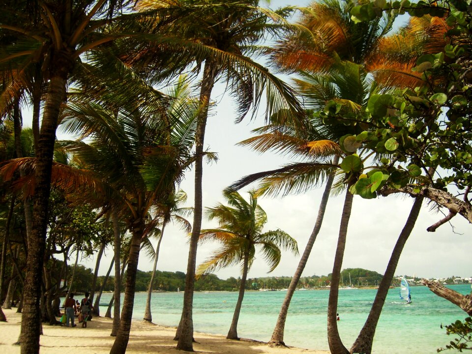 Coral palm holiday