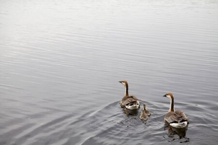 Wildlife bird water photo