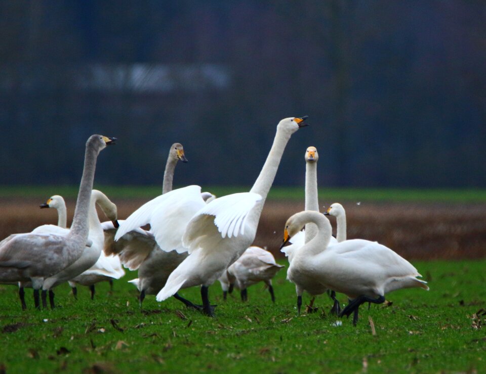 Swans flock of birds migratory bird