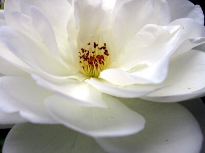 Nature spring garden