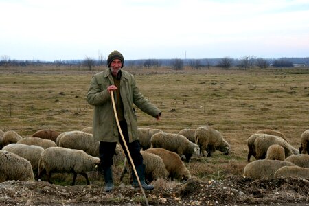 Sheep the flock plain photo