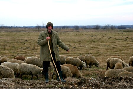 Sheep the flock plain