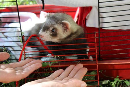 Ferret animal cage